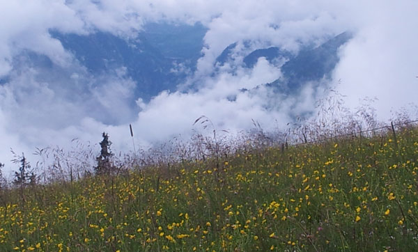 blumenwiese und Kitz